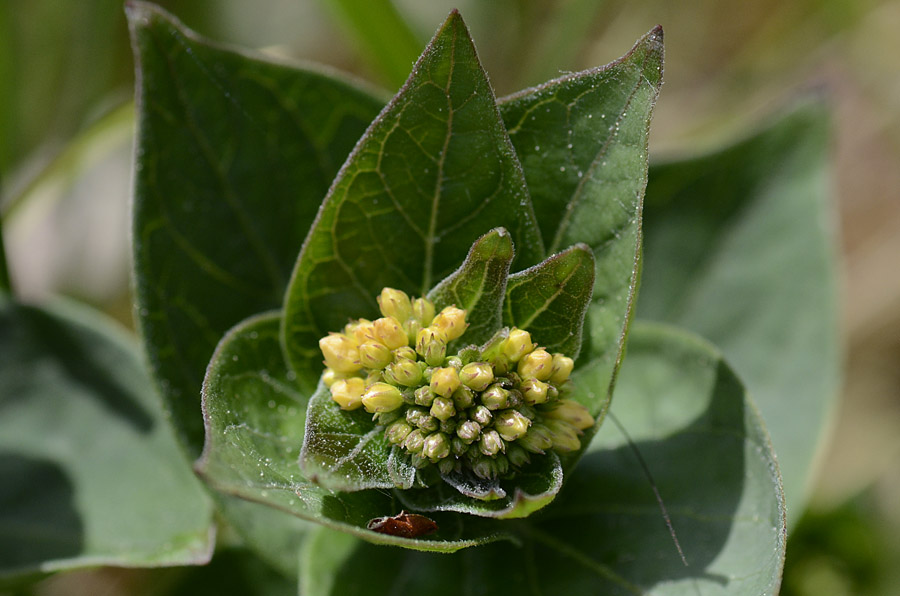 In bocciolo da id. - Vincetoxicum hirundinaria